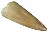 Fossil Plesiosaur (Zarafasaura) Tooth - Morocco #287173-1